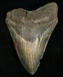 Inch Megalodon Tooth - Nice Color #5006-4